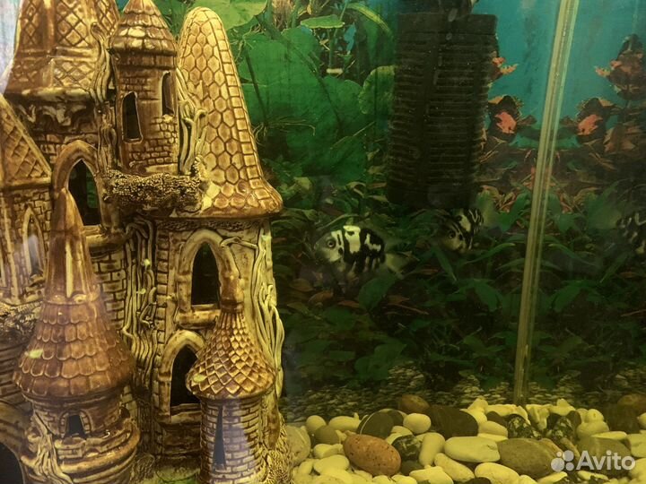 Аквариум 100л