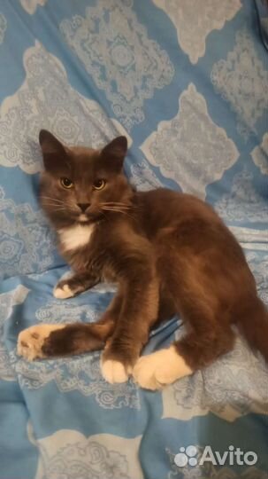 Кот в добрые руки