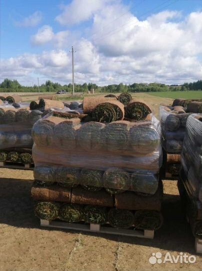 Рулонный газон, укладка под ключ, продажа
