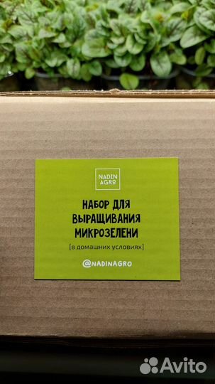 Набор для выращивания микрозелени
