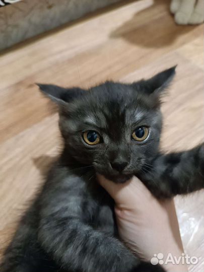 Кошка в дар бесплатно