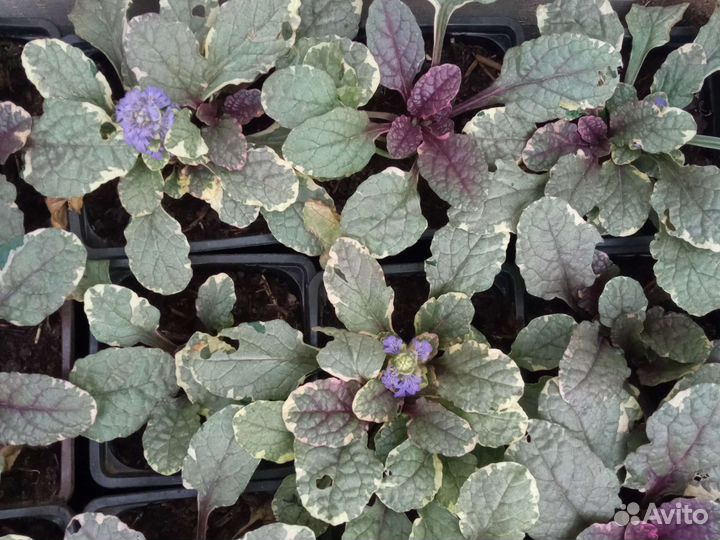 Живучка ползучая