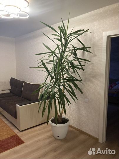 Домашнее растение Юкка