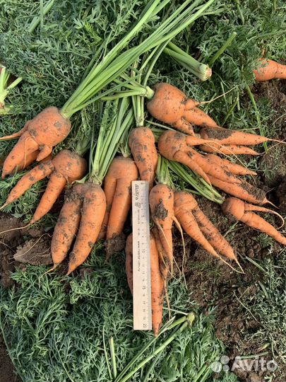 Морковь брак