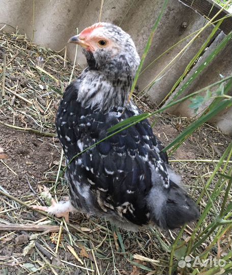 Петушки молодняк