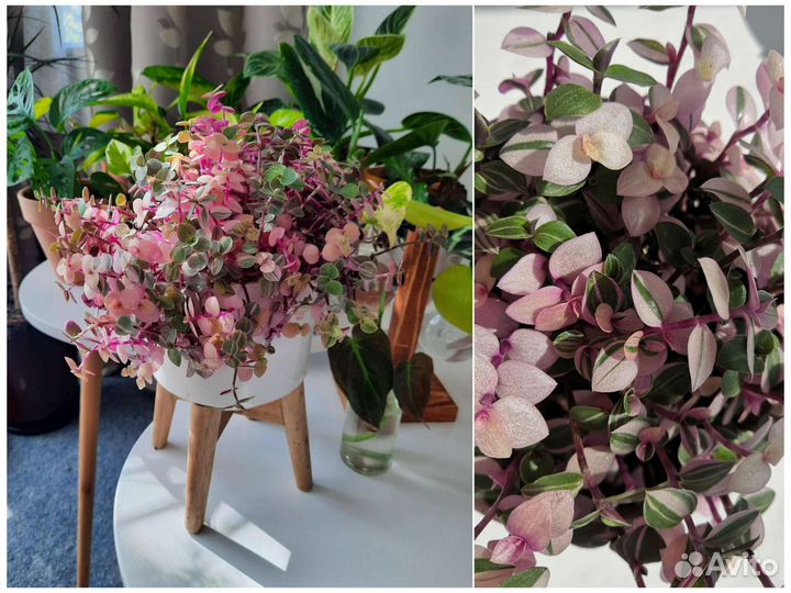 Каллизия Бьянка и традесканция albiflora триколор