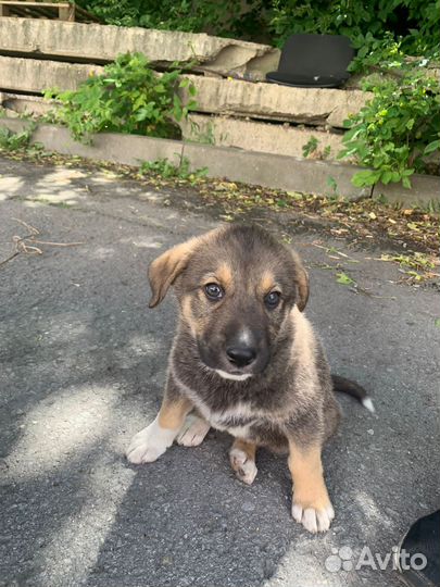 Щенки в добрые руки