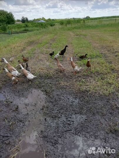 Утята индийский бегунок