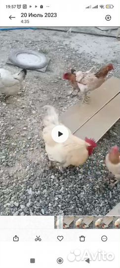 Куры домашние