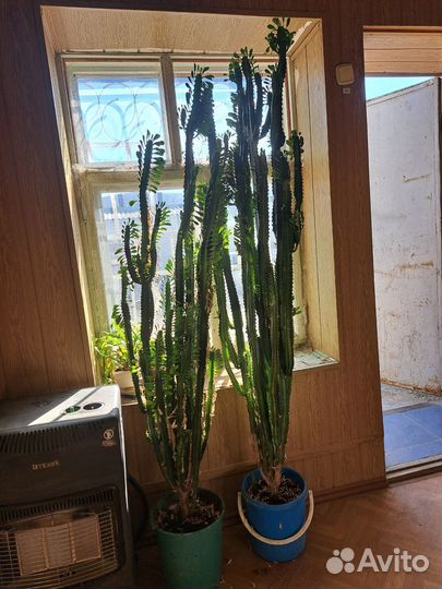 Молочай трехгранный