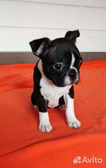 Бостон терьер щенки