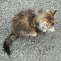 Котёнок в добрые руки, Мелитополь