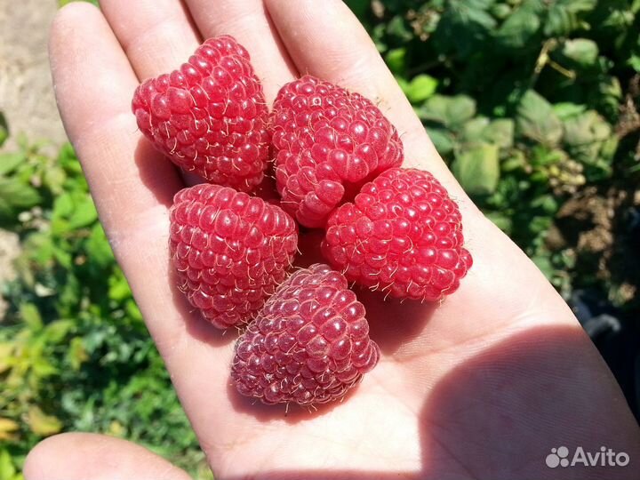 Малина ремонтантная. Саженцы с зкс