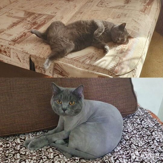 Стрижка кошек и собак