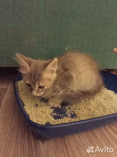 Котенок девочка в добрые руки