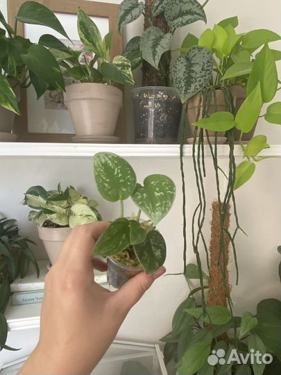 Комнатные растения. Все по 150