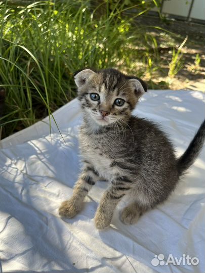 Котята в добрые руки мальчик вислоухий