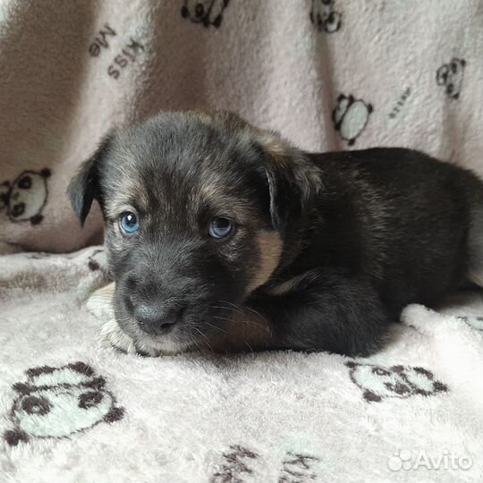 Щенки Бесплатно