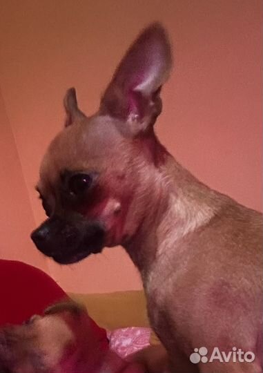 Щенки тойтерьер мини