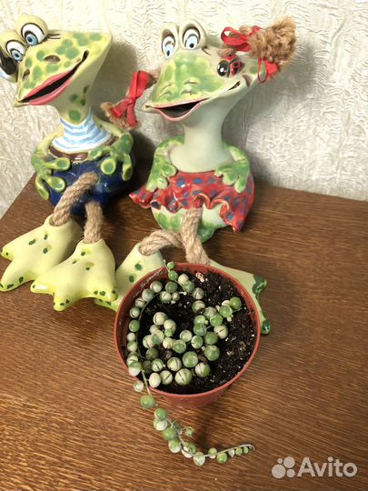 Хамидорея. Драцена,Маранта, вриезия солейролия