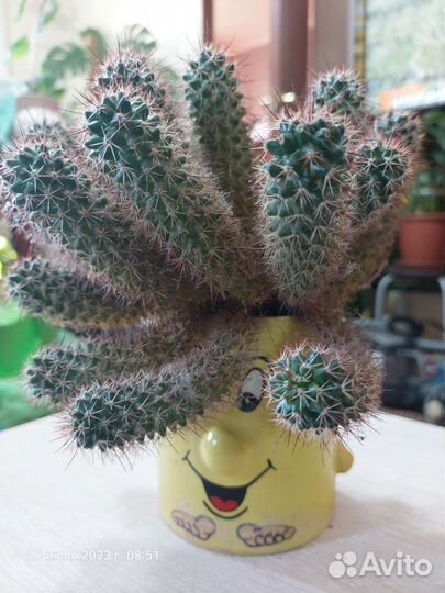 Комнатные цветы