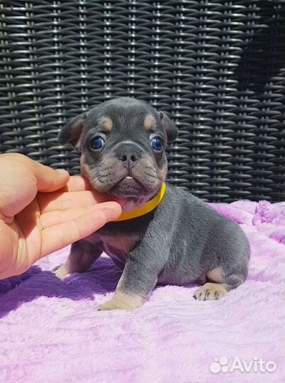 Французский бульдог лиловая девочка