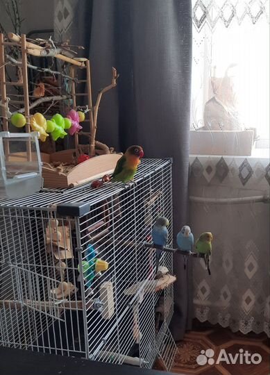 Волнистый попугай