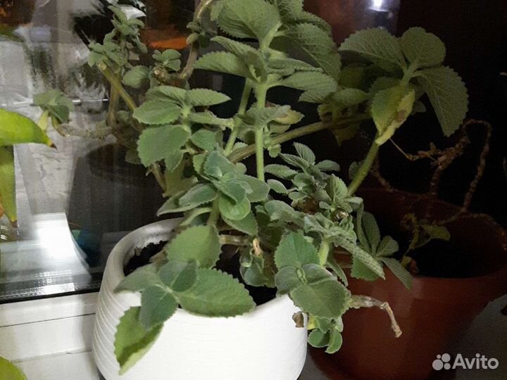 Плектрантус