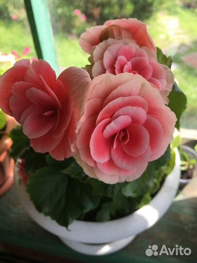 Бегония Элатиор Бориас