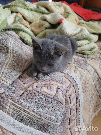 Котенок 2 месяца девочка