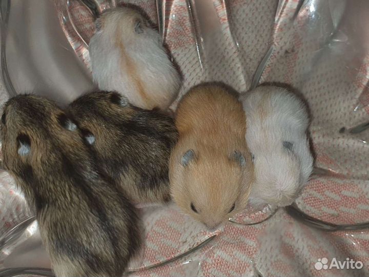 Х О М Я Ч К И разных видов