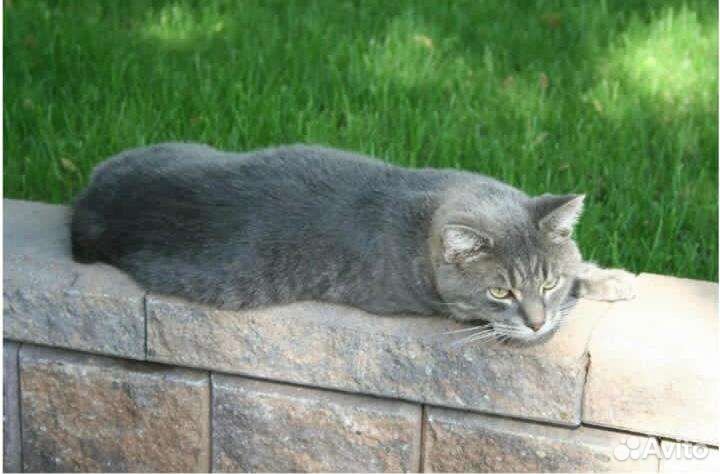 Котик в добрые руки