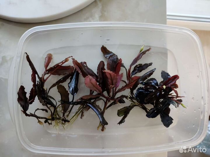 Буцефаландры и аквариумные растения, креветки