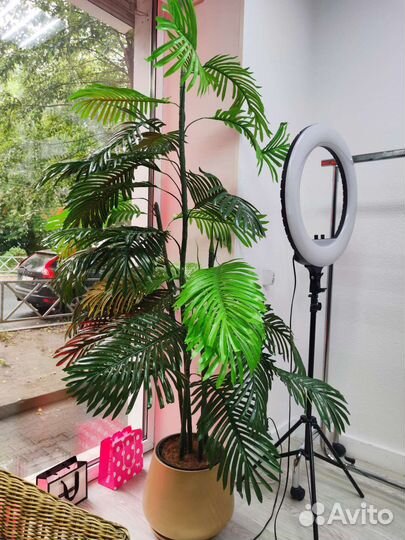 Декоративная пальма