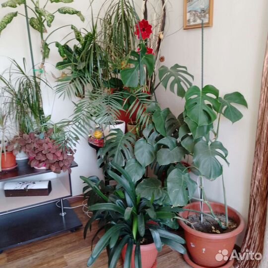 Комнатные домашние растения