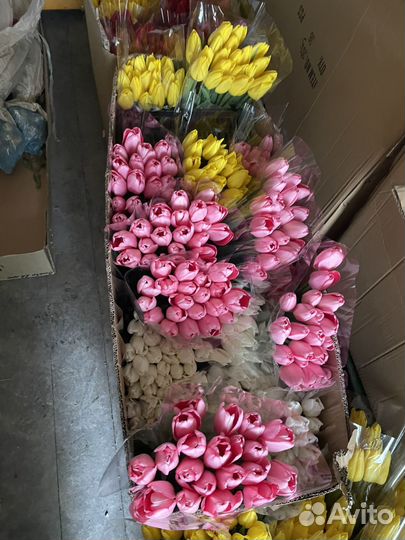 Тюльпаны голландские