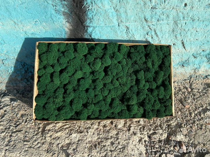 Стабилизированный мох