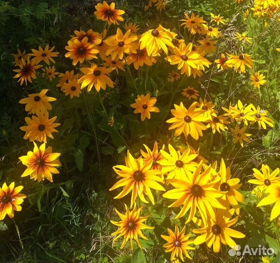 Рудбекия многолетняя