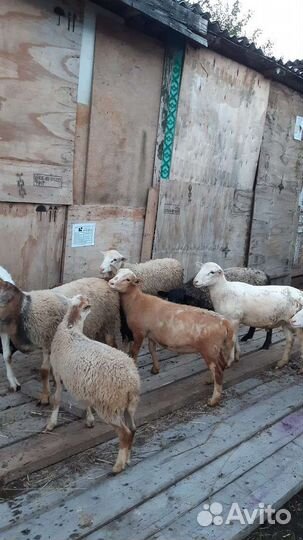 Овцы бараны дорпер