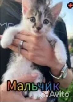 Домашние животные