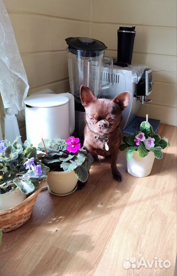 Вязка, Чихуахуа ждет невест