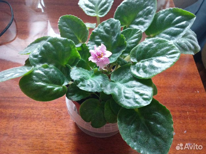 Фиалки цветущие в горшке