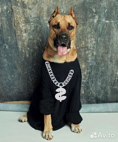 Собака дворняга в добрые руки бесплатно