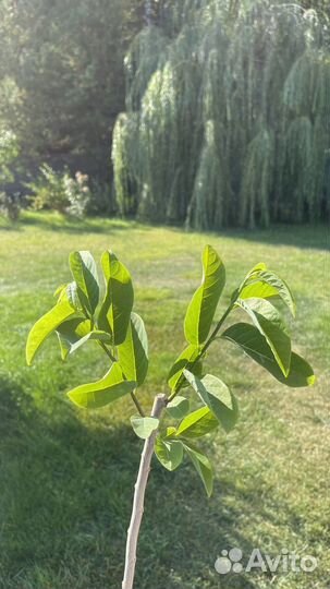 Аннона (сахарное яблоко)