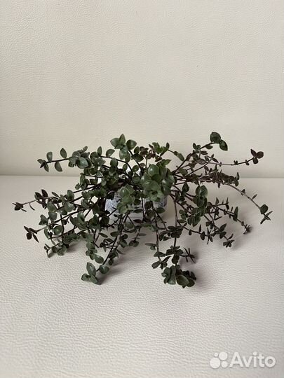 Коллизия зеленая / Каллизия / Традесканция зебрина