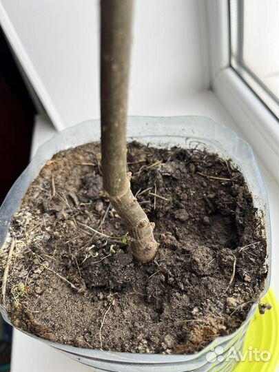 Павловния Pao Tong Z-07