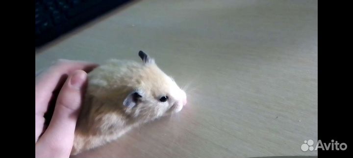 Сирийский хомяк с клеткой