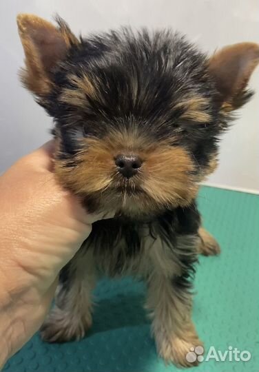 Детки ждут своих родителей