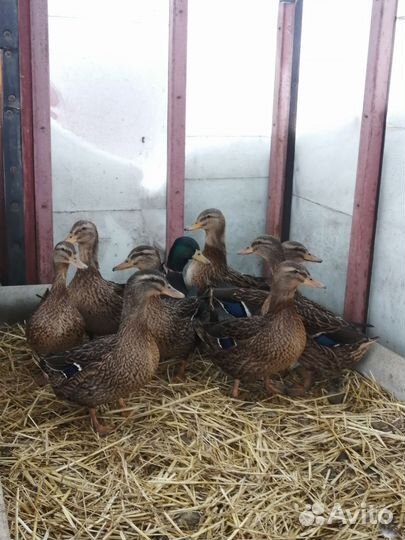 Утки дикие подсадные