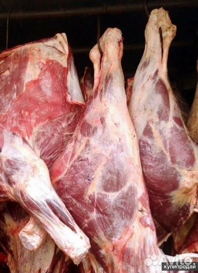 Охлажденная говядина оптом